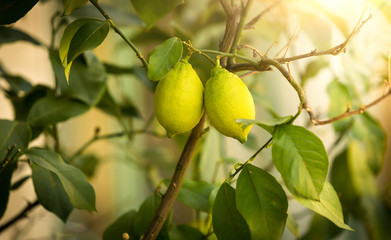 Closeup of ripe lemons growing on tree at sunny day