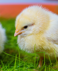 little yellow chicken