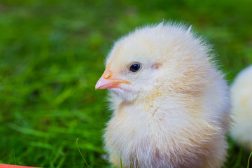 little yellow chicken