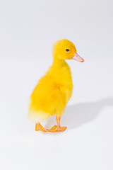 little yellow duckling on white background