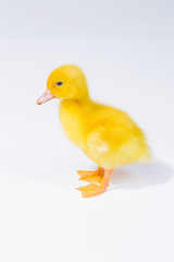 little yellow duckling on white background
