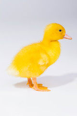 little yellow duckling on white background