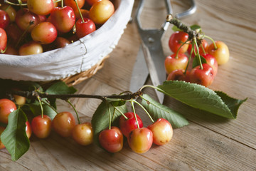 fresh red cherries from the recent harvest