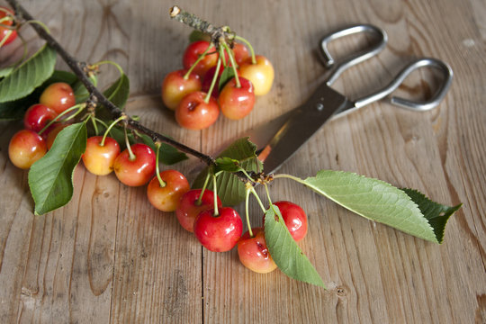 fresh red cherries from the recent harvest