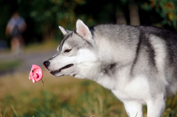 Husky dog playing with a ball