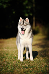 Siberian Husky in park