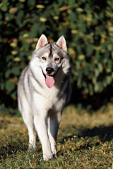 Obraz premium Siberian husky dog running in summer