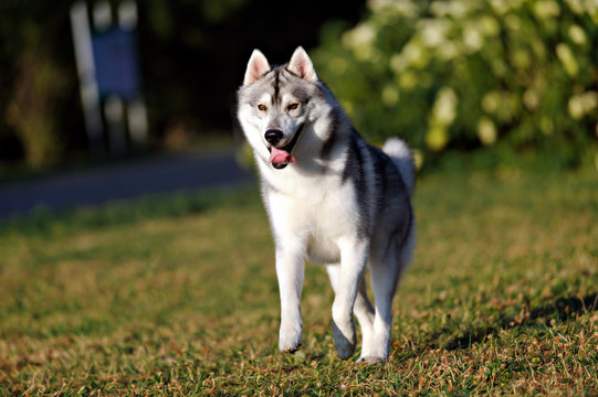 Siberian Husky Dog Running In Summer