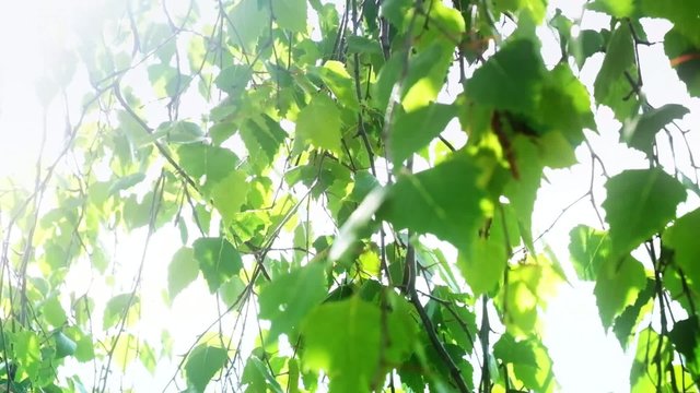 Birkenblätter mit Sonnenreflexe im Wind