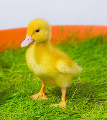 Cute Baby Easter Duck in the Grass