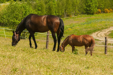 Zwei Pferde beim grasen