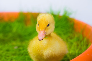 Cute Baby Easter Duck in the Grass