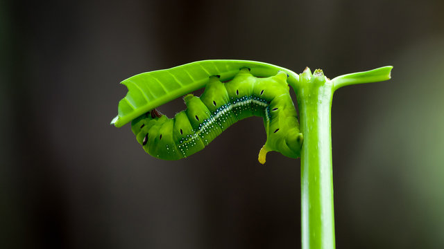 Green Worm