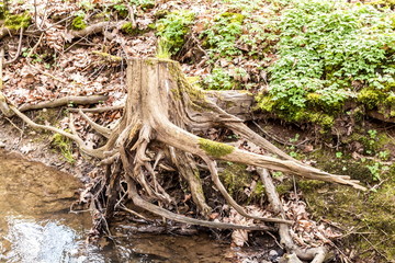Baumwurzel im Wasser