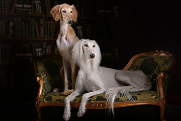 two greyhound saluki dog in Royal interior