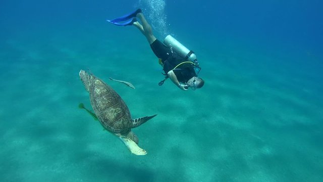  Diver swims next to green sea turtle (Chelonia mydas) Red sea 