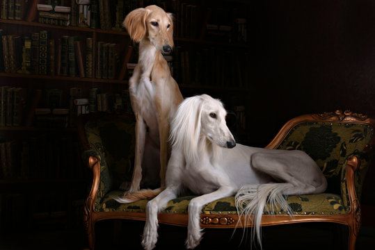 two greyhound saluki dog in Royal interior