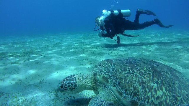  Diver swims next to green sea turtle (Chelonia mydas)  