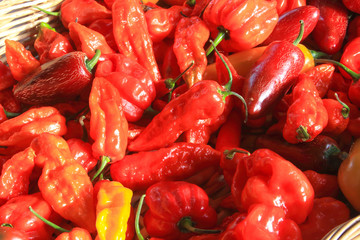 peperoni rossi