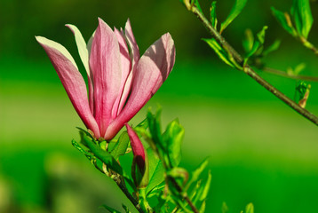 Beautiful pink Magnolia flower on green backgrounds.