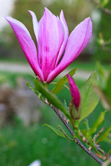 Beautiful pink Magnolia flower on green backgrounds.