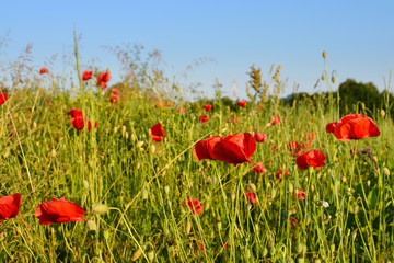 Bright red poppy flower field in summer