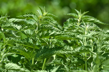 nettles in the garden (selective focus used)