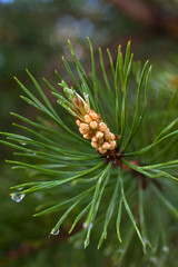 pine branch with strobile