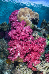 Fototapeta na wymiar Beautiful Soft Corals