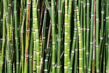 Naklejka premium Bambus