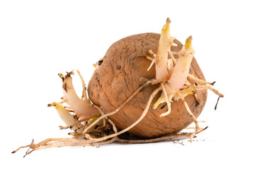 potato tuber with sprouts and roots