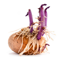 potato with lilac sprouts and roots
