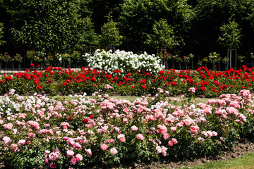 Garten mit prachtvollen Rose