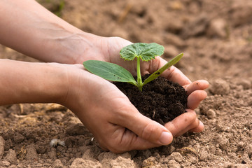seedling with soil in women hands