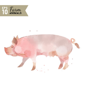Farm animals. Watercolor vector illustration of pig