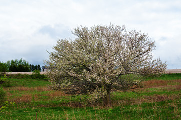big old apple tree in bloom out in a field on a cloudy day
