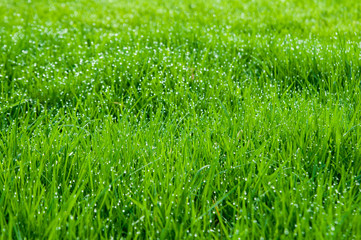 lush green grass covered in early morning dew