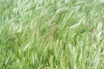 grass with spikelets