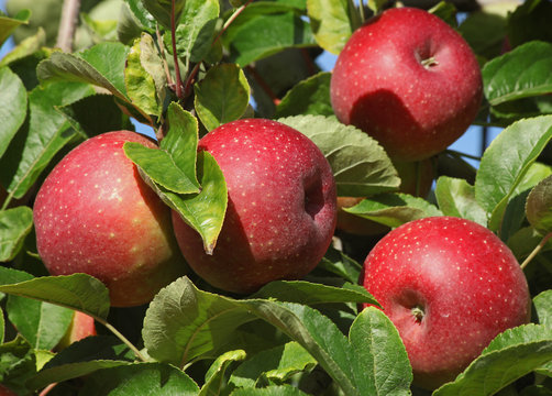 Pommes rouges variété Jonagold