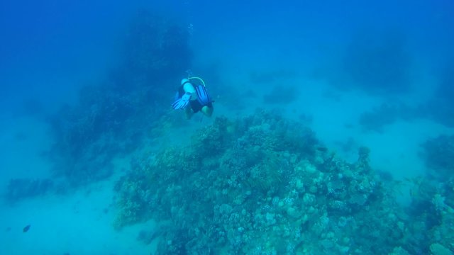 Diver shooting on GoPro the life of a coral reef, Red sea 