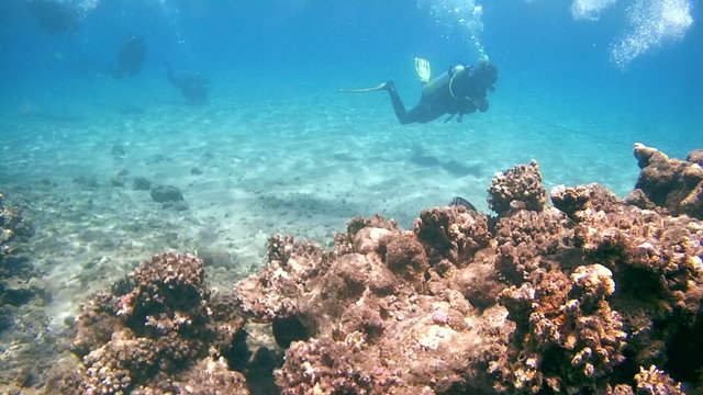 The divers swim to shore, Red sea, Marsa Alam, Abu Dabab 

