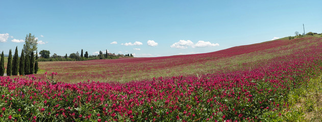 Blumenwiese in der Toskana