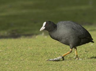 Common Coot