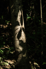 Schattenspiel mit Blatt auf Baumstamm im Wald
