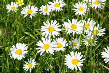 Margeriten auf Fr&uuml;hlingswiese