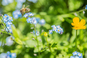 Biene bestäubt kleine, blaue Blume, Vergissmeinnicht