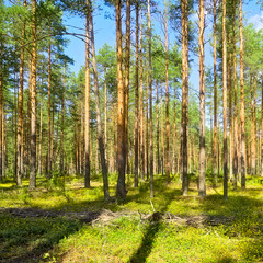 Fototapeta premium Pine Forest