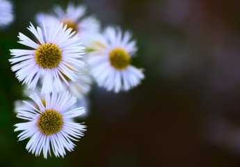 Obraz premium Erigeron Alpinus