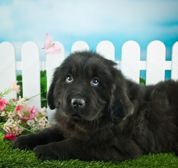 Spring Puppy