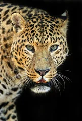 Gardinen Leopard © kyslynskyy